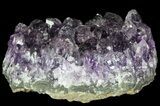 Purple Amethyst Cluster - Uruguay #66802-1